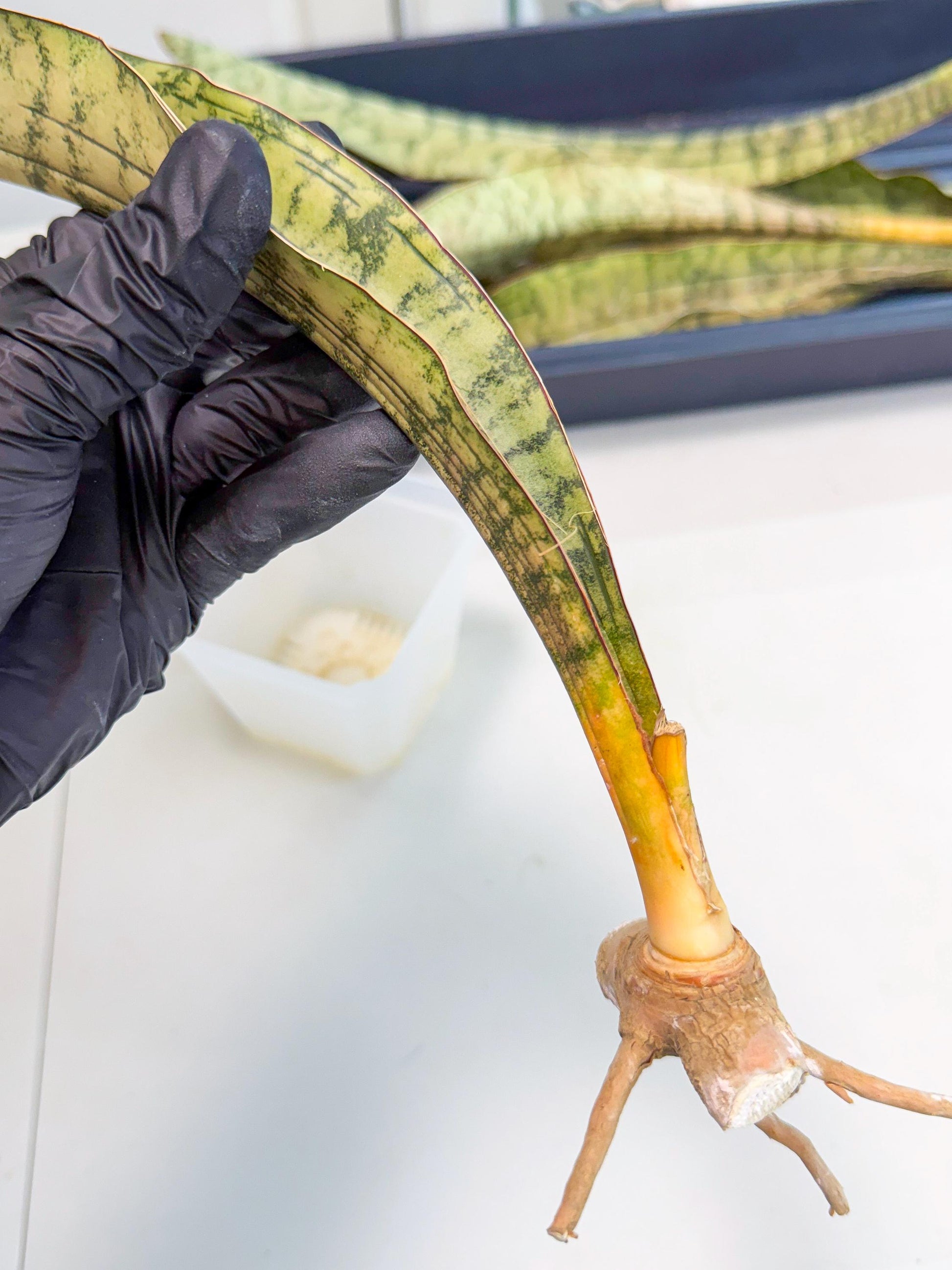 Sansevieria Kirkii Pepito (5) | Rare House Plant