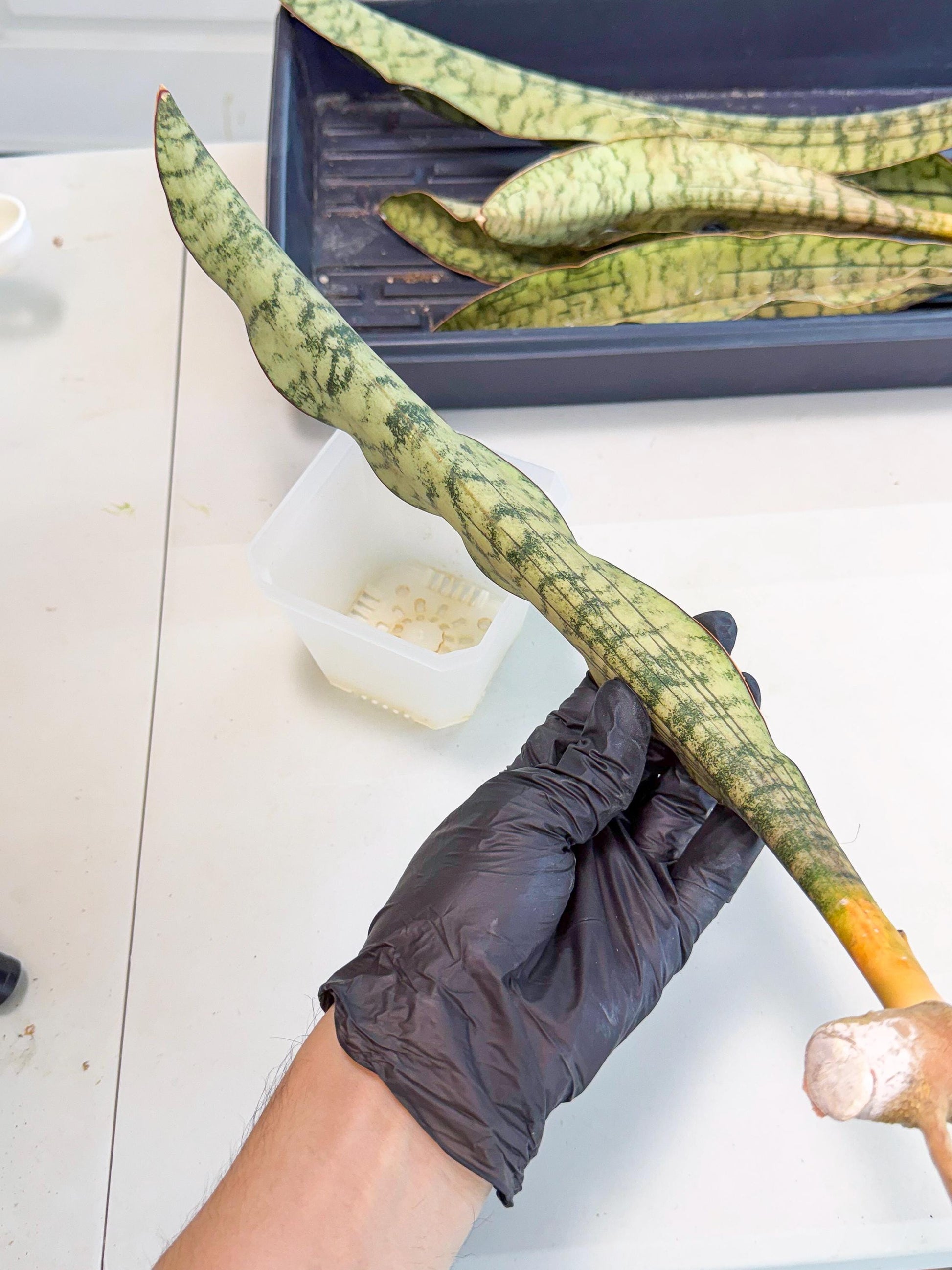 Sansevieria Kirkii Pepito (5) | Rare House Plant