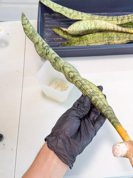 Sansevieria Kirkii Pepito (5) | Rare House Plant
