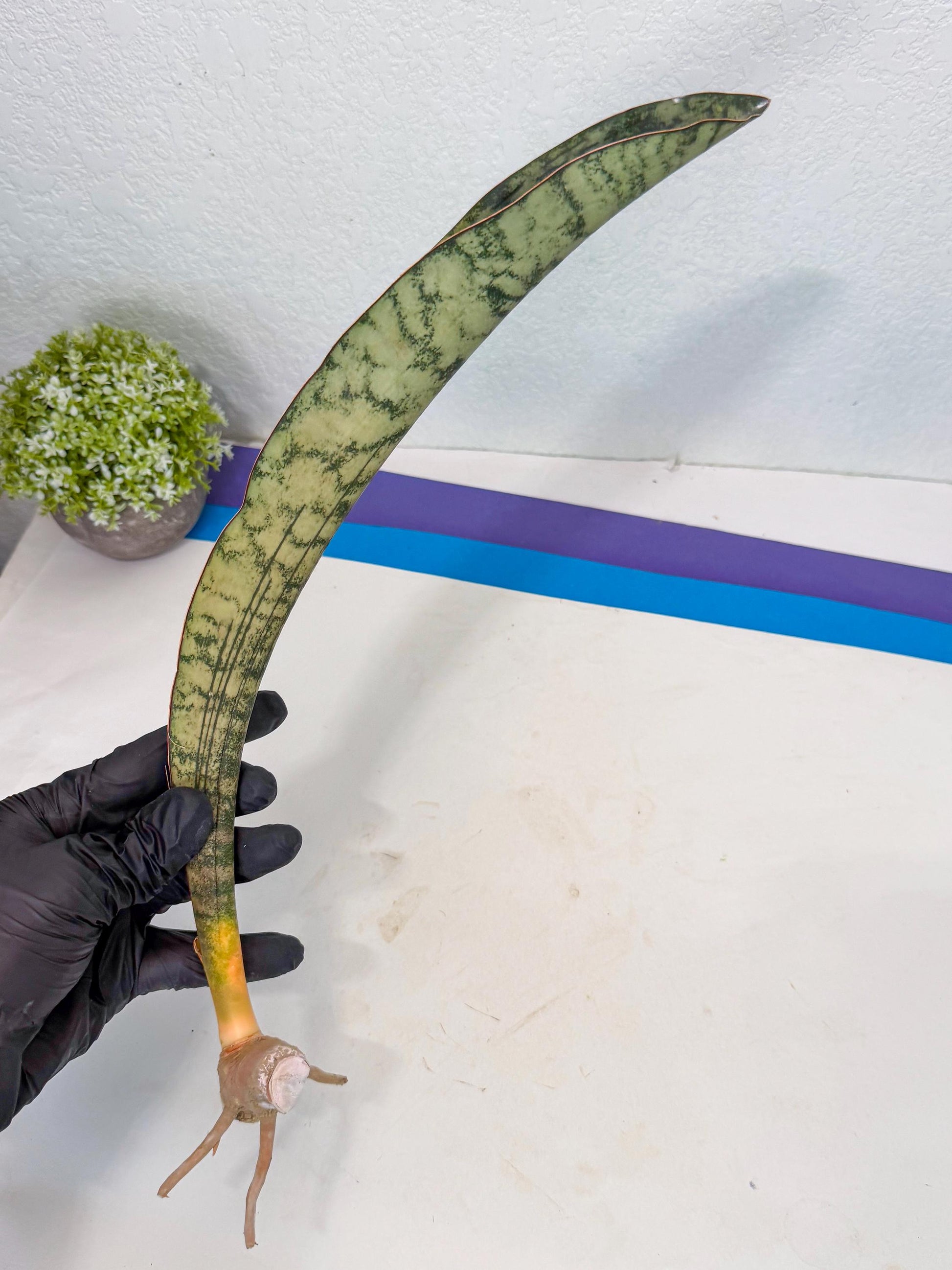 Sansevieria Kirkii Pepito (5) | Rare House Plant