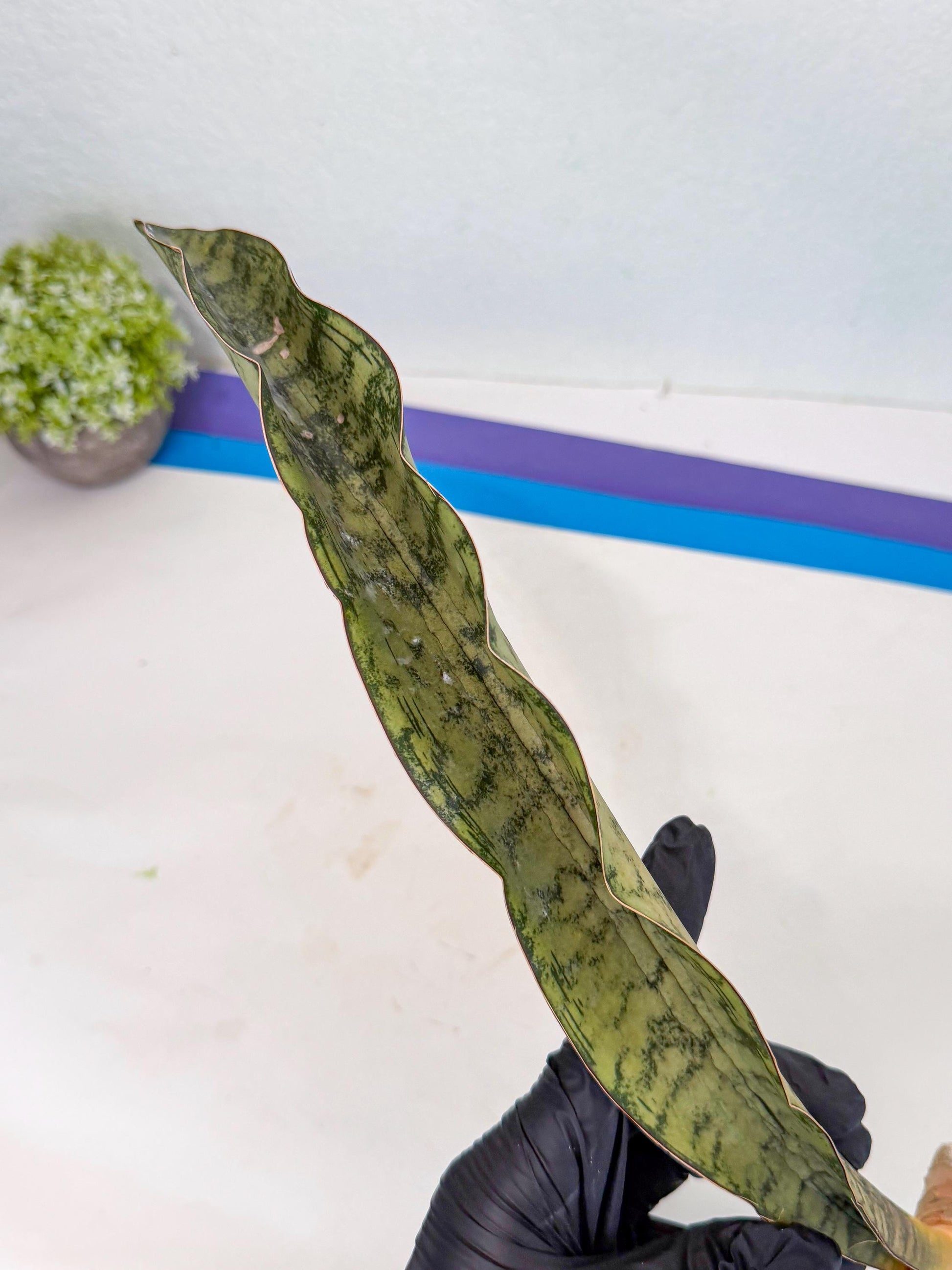 Sansevieria Kirkii Pepito (5) | Rare House Plant
