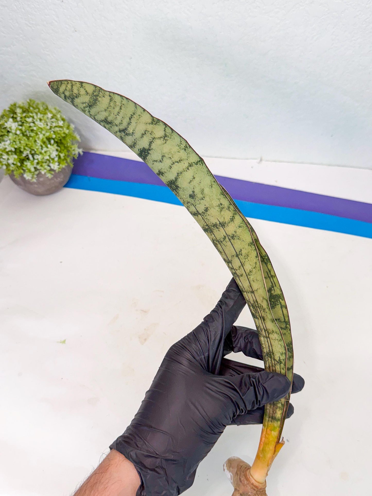 Sansevieria Kirkii Pepito (5) | Rare House Plant