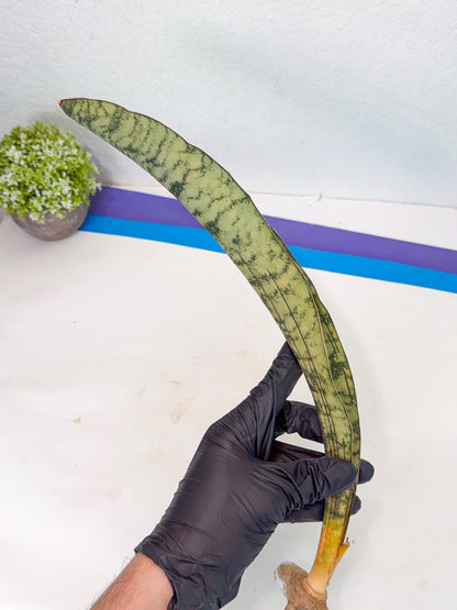 Sansevieria Kirkii Pepito (5) | Rare House Plant