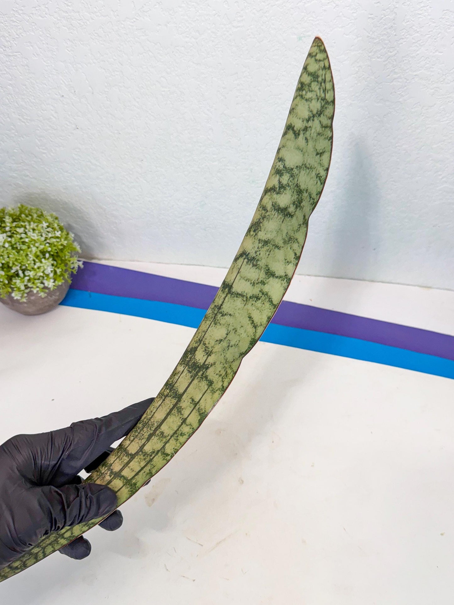 Sansevieria Kirkii Pepito (6) | Rare House Plant
