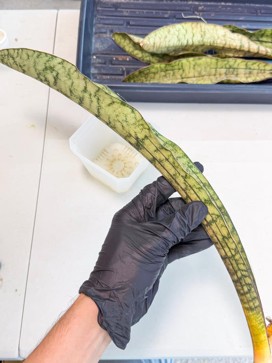 Sansevieria Kirkii Pepito (6) | Rare House Plant