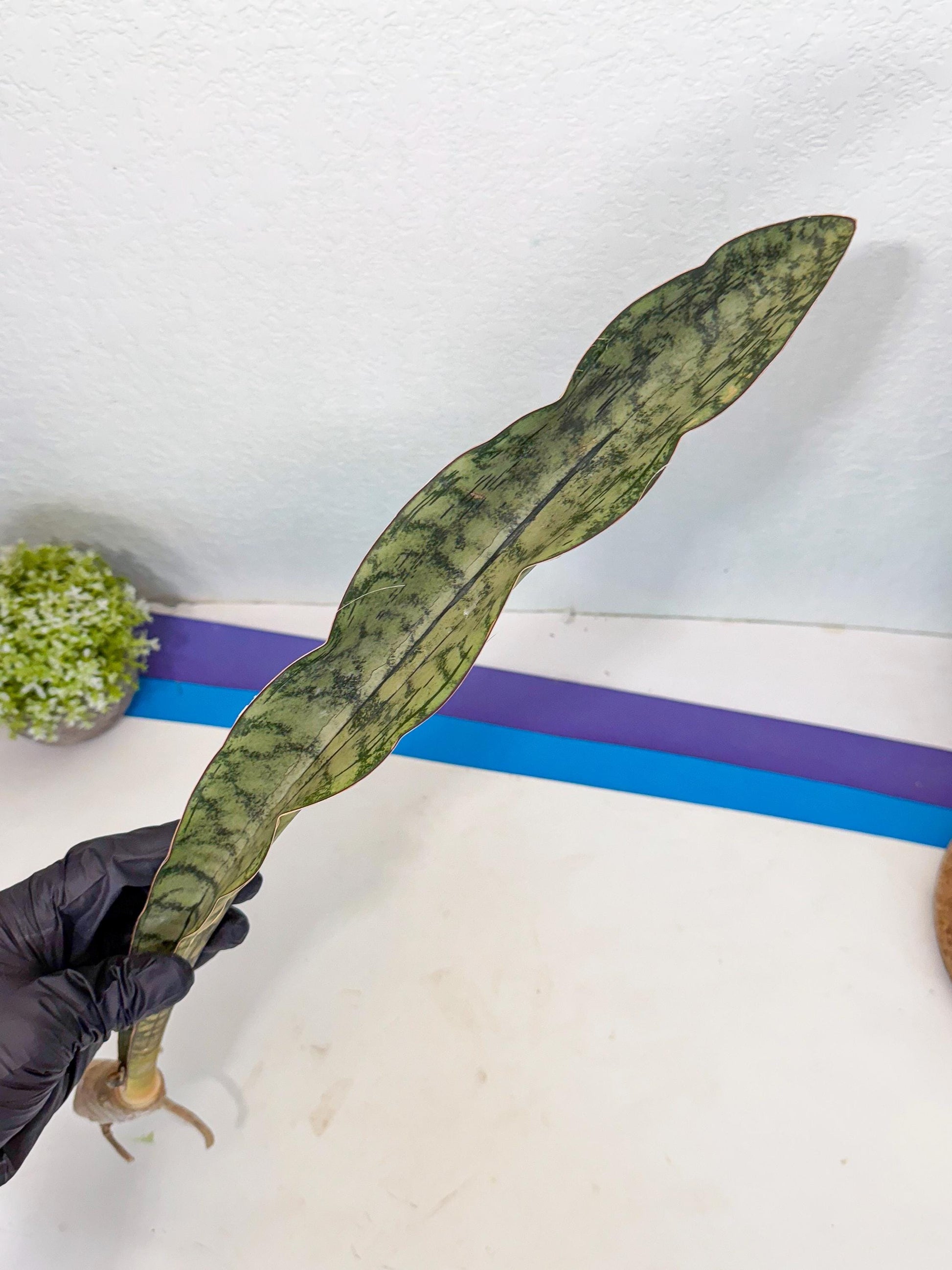 Sansevieria Kirkii Pepito (6) | Rare House Plant