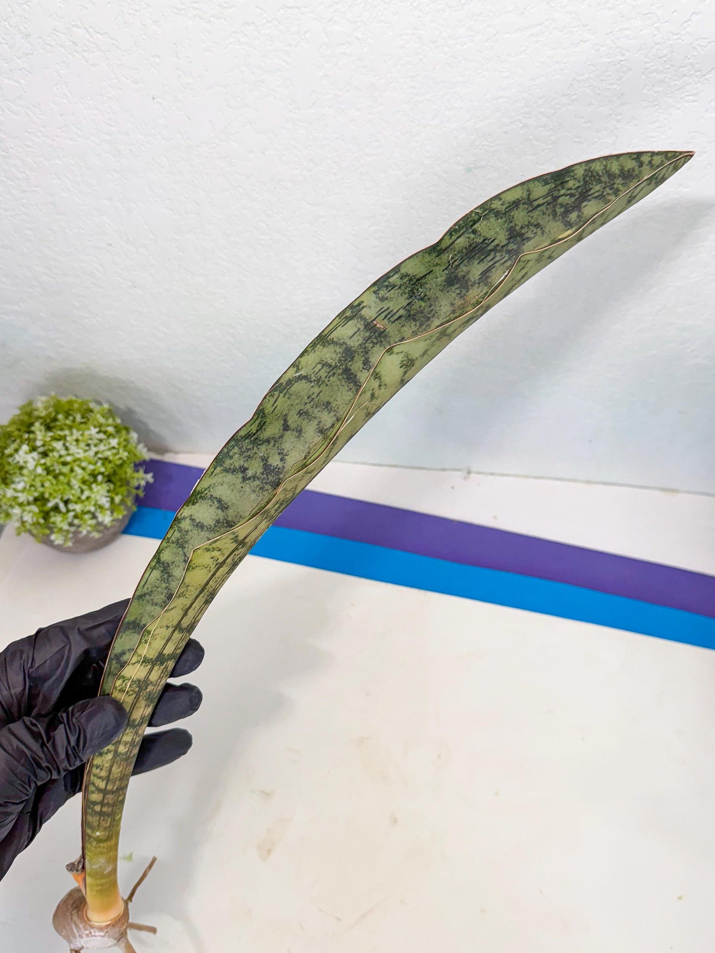 Sansevieria Kirkii Pepito (6) | Rare House Plant