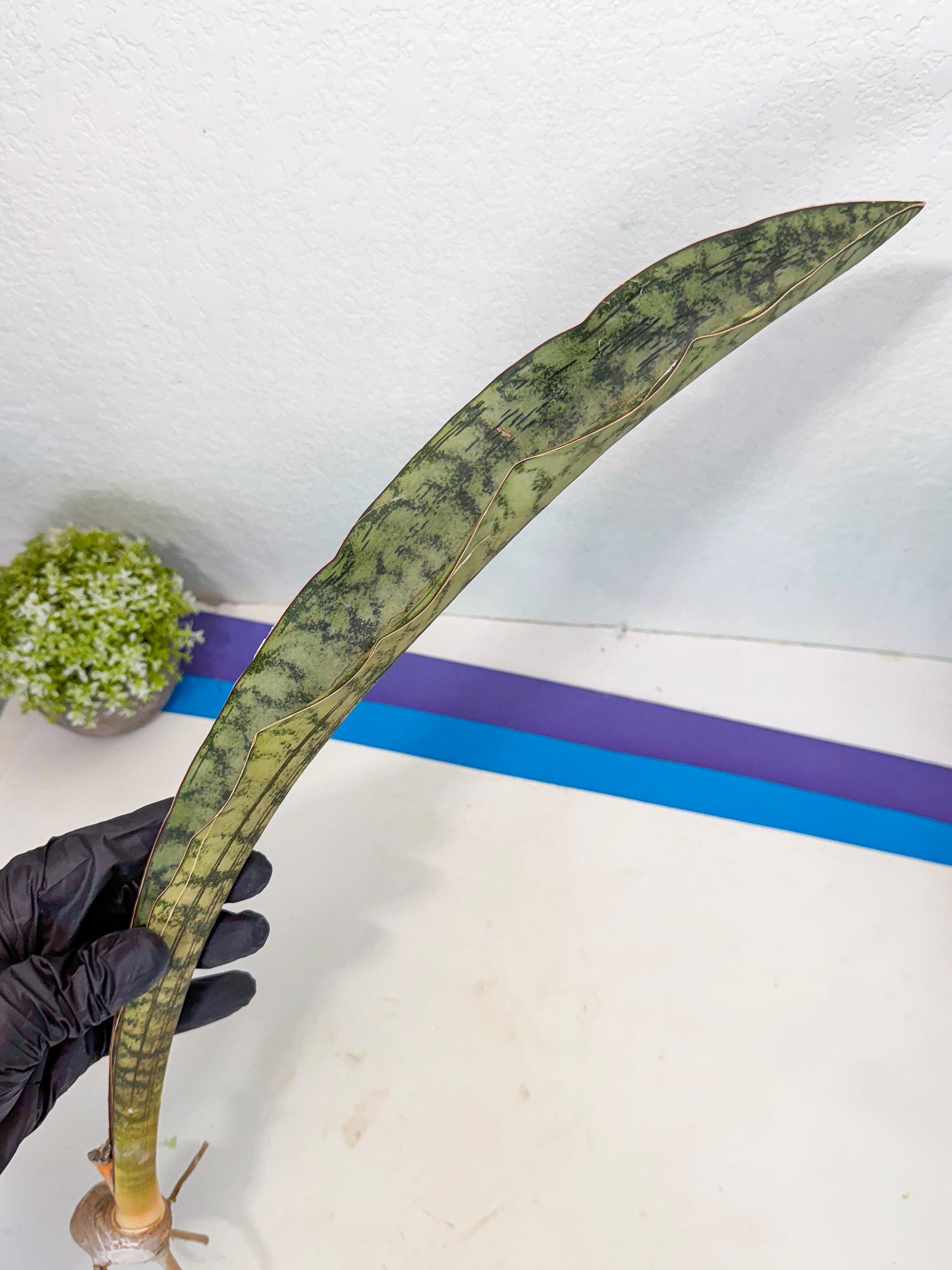 Sansevieria Kirkii Pepito (6) | Rare House Plant