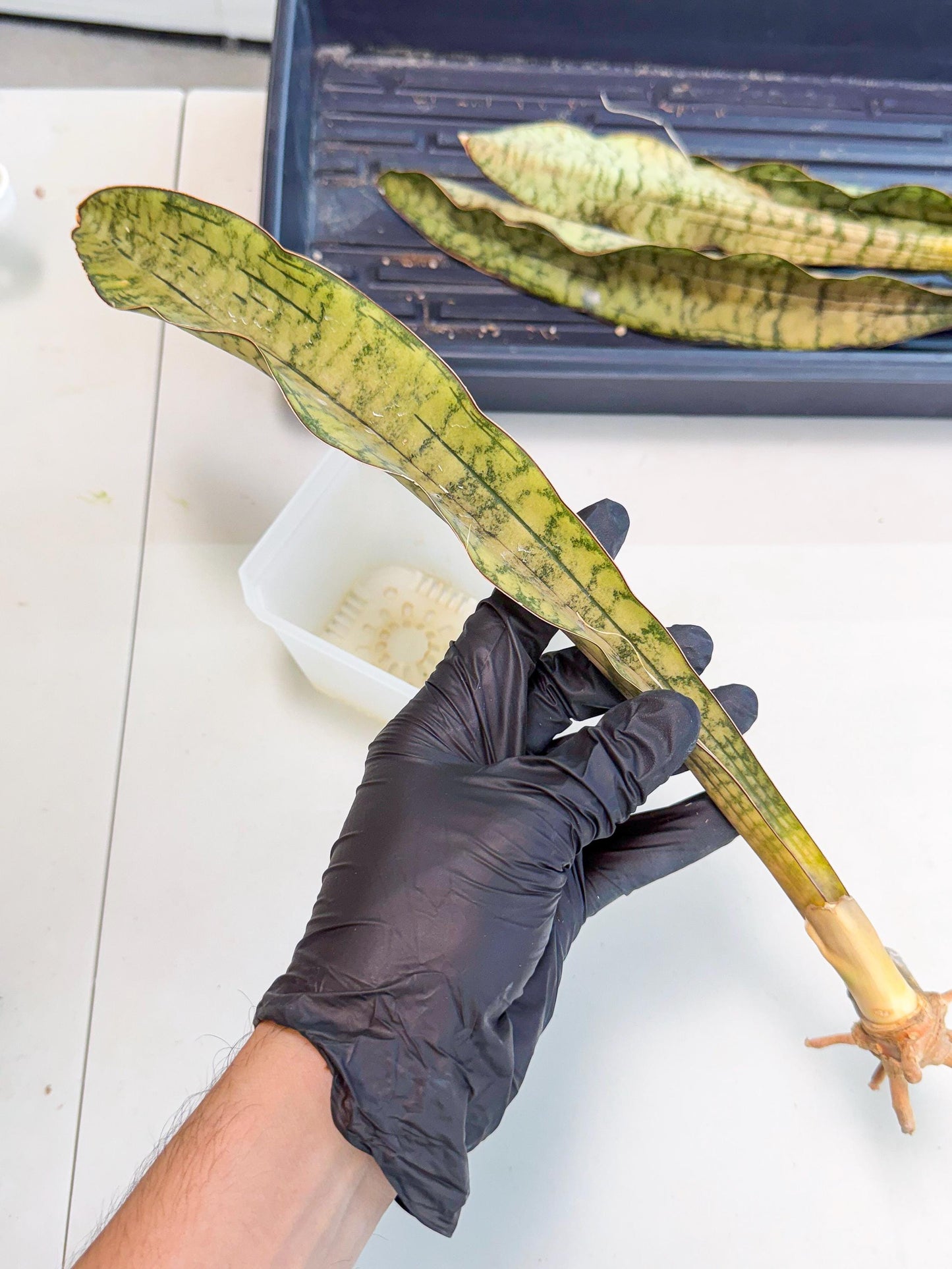 Sansevieria Kirkii Pepito (7) | Rare House Plant