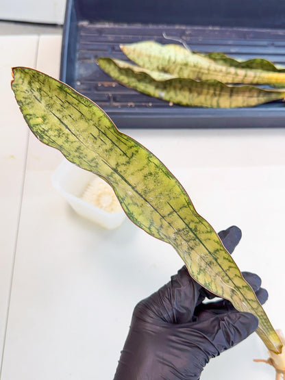 Sansevieria Kirkii Pepito (7) | Rare House Plant