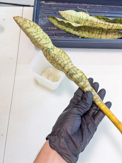 Sansevieria Kirkii Pepito (7) | Rare House Plant