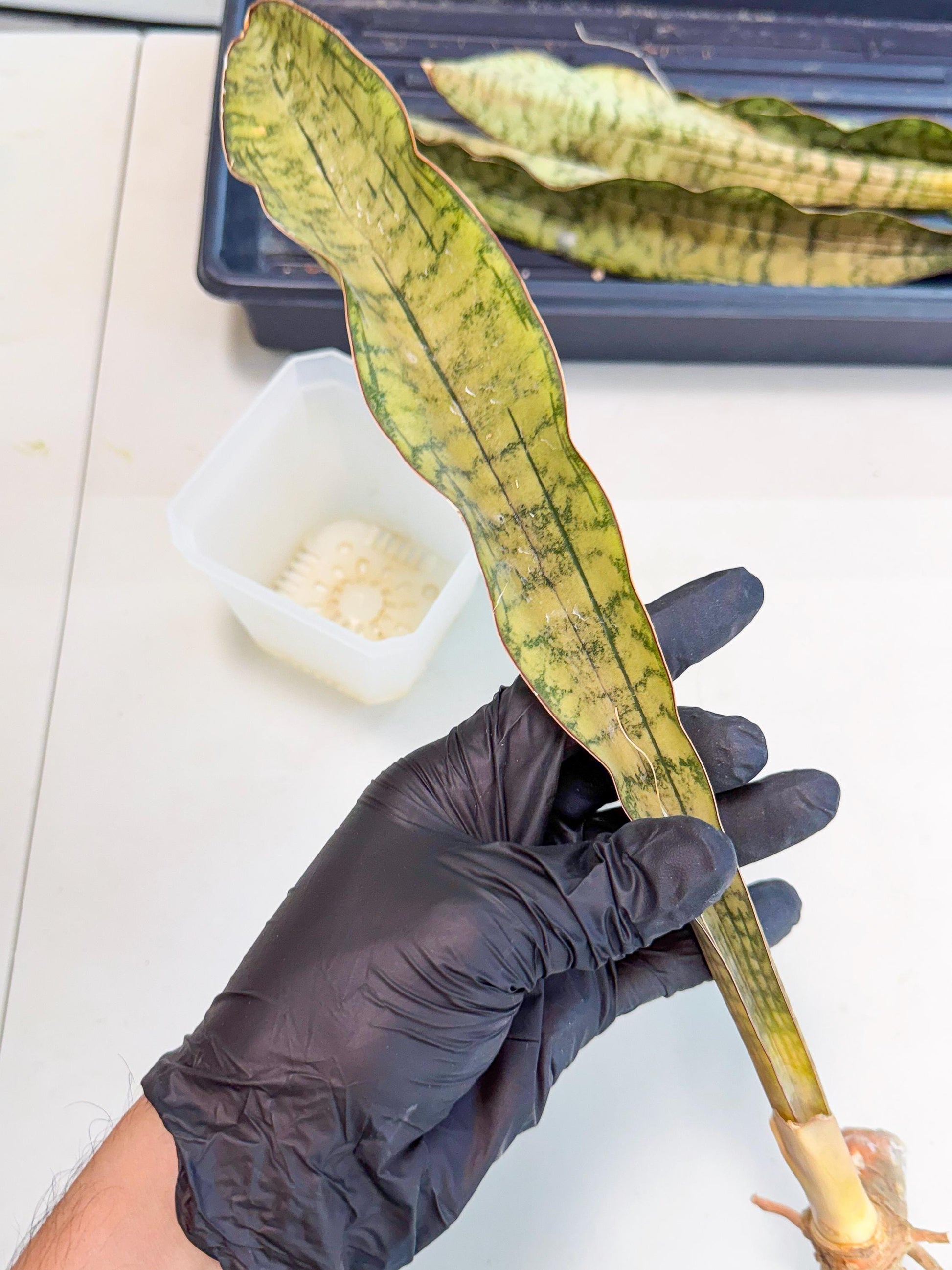 Sansevieria Kirkii Pepito (7) | Rare House Plant
