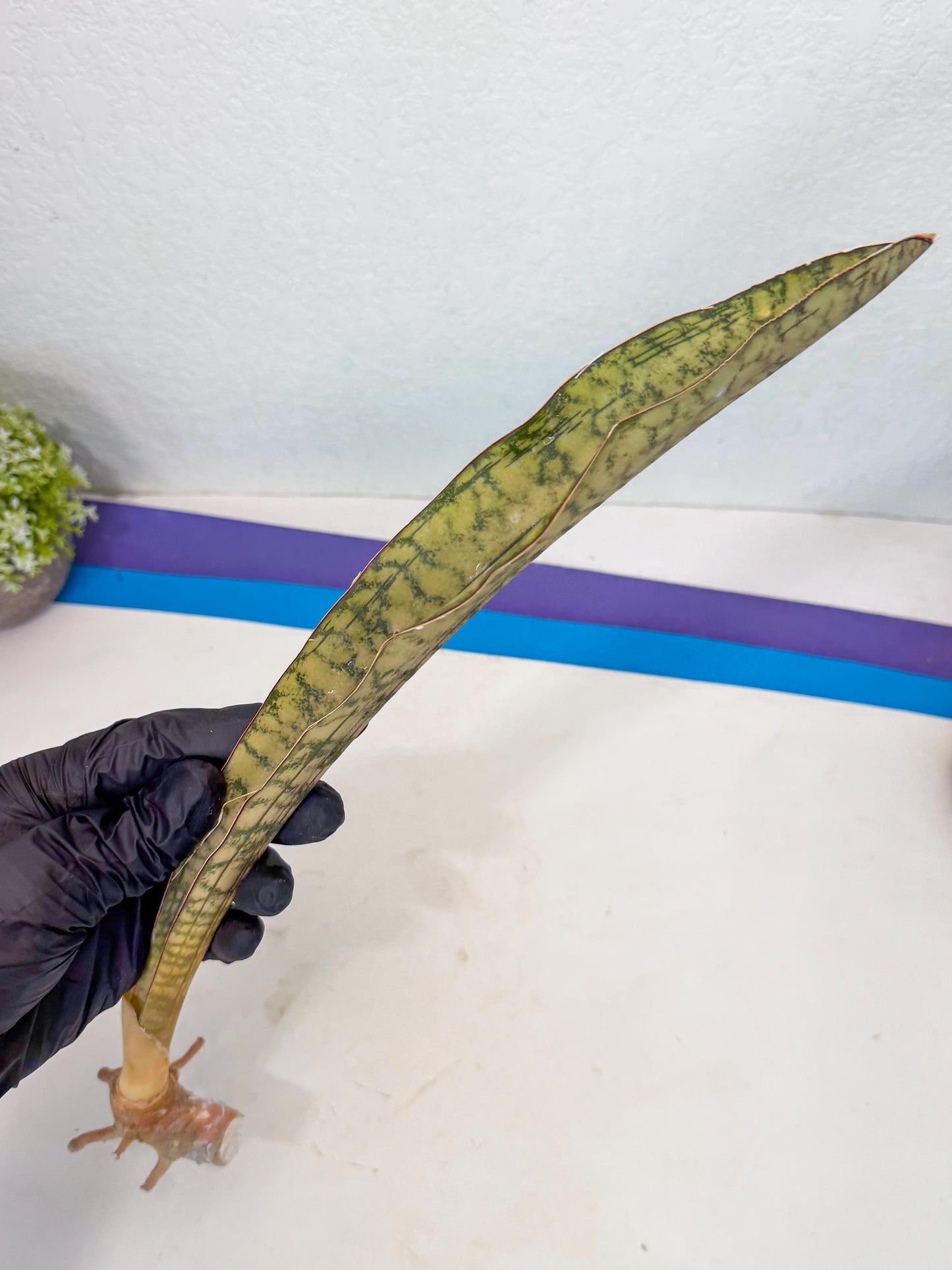 Sansevieria Kirkii Pepito (7) | Rare House Plant