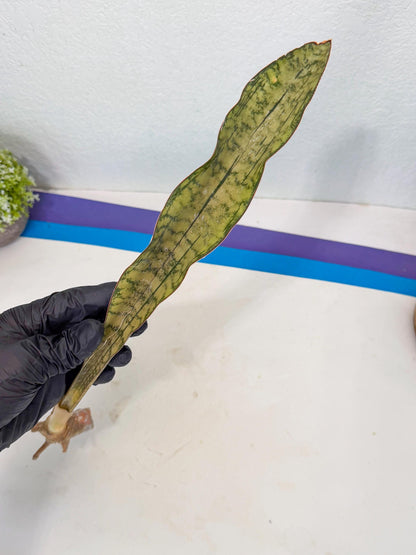 Sansevieria Kirkii Pepito (7) | Rare House Plant