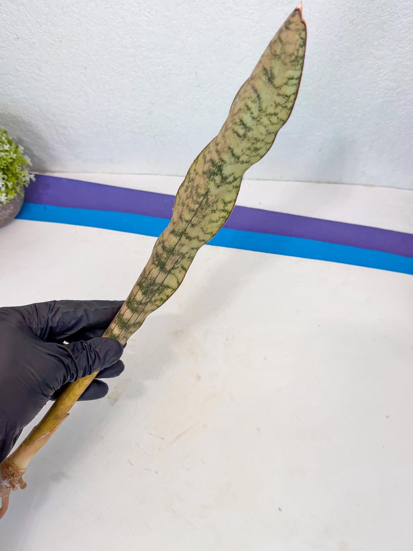 Sansevieria Kirkii Pepito (7) | Rare House Plant
