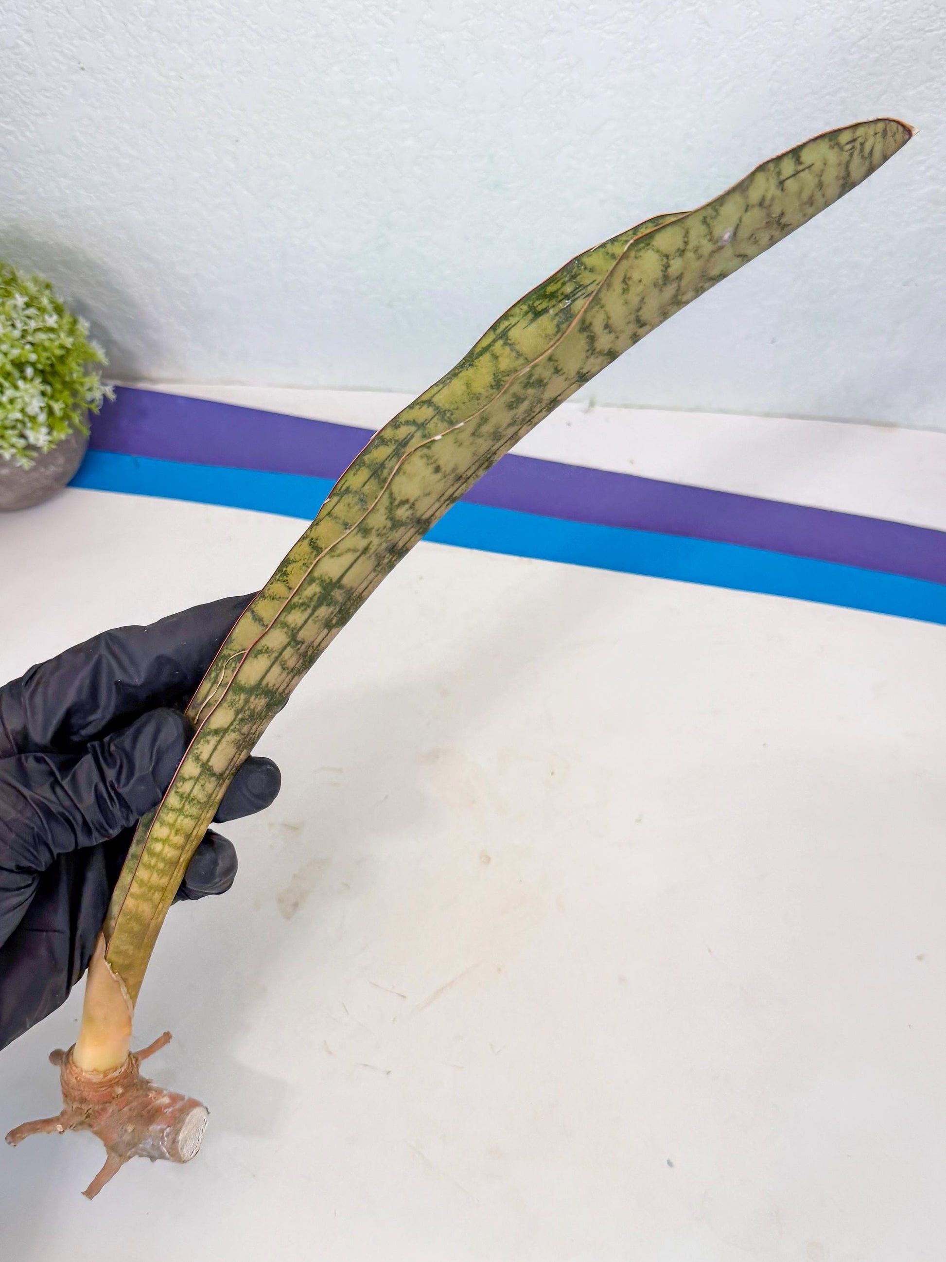 Sansevieria Kirkii Pepito (7) | Rare House Plant