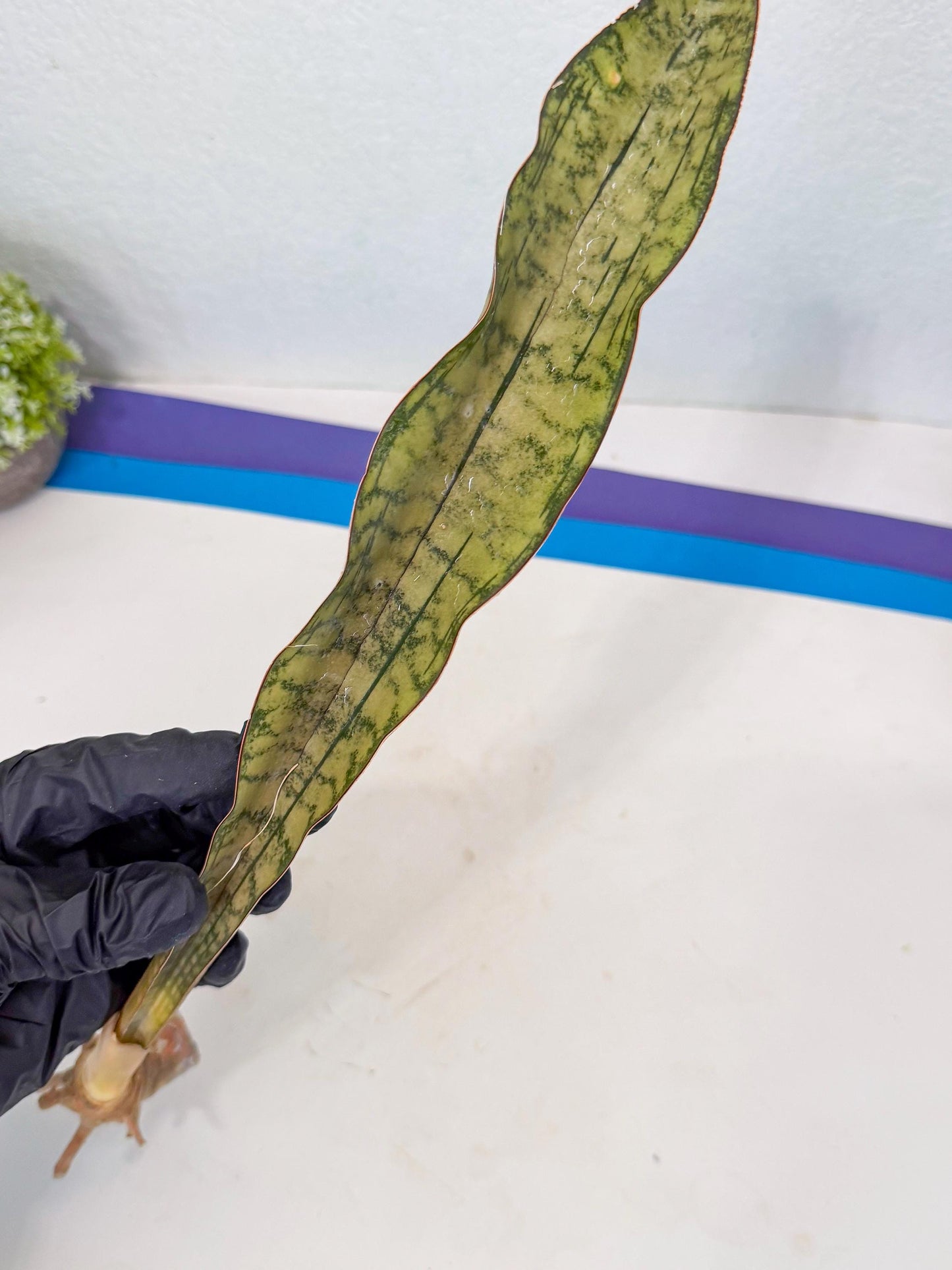 Sansevieria Kirkii Pepito (7) | Rare House Plant