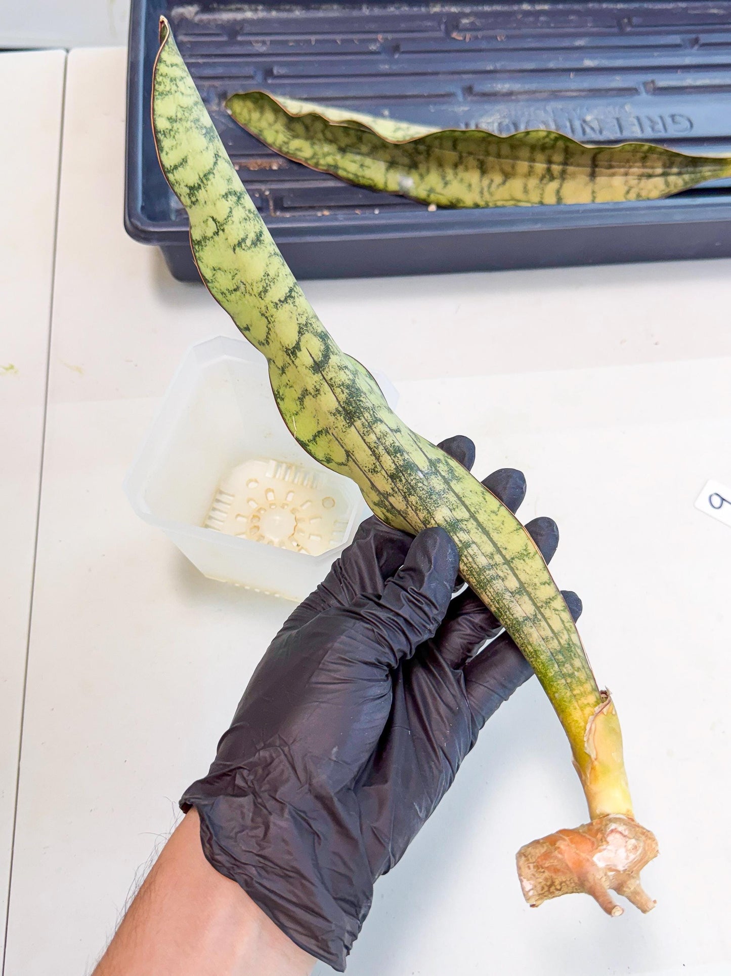 Sansevieria Kirkii Pepito (9) | Rare House Plant