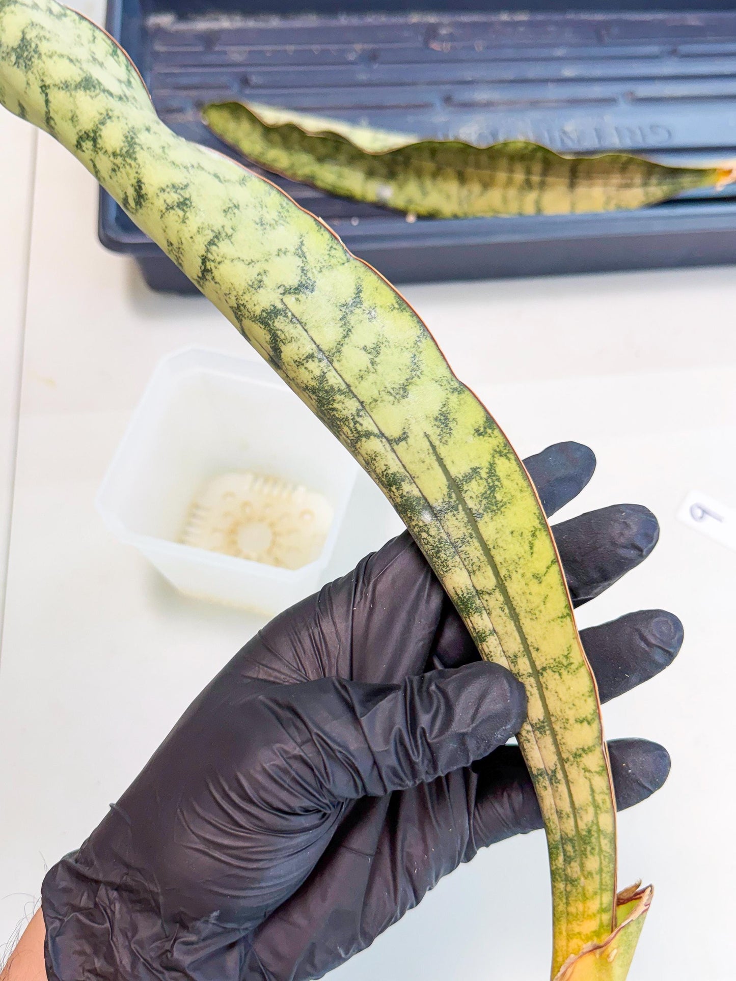 Sansevieria Kirkii Pepito (9) | Rare House Plant
