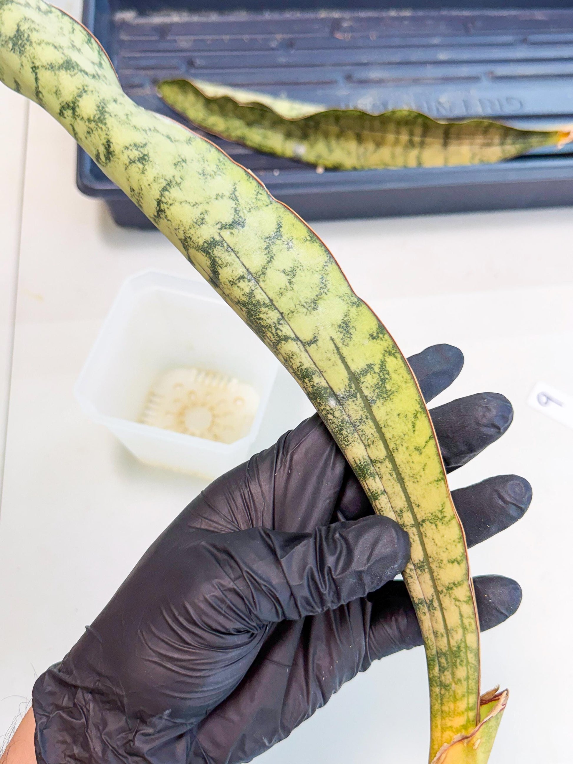 Sansevieria Kirkii Pepito (9) | Rare House Plant