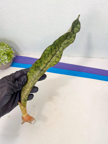 Sansevieria Kirkii Pepito (9) | Rare House Plant