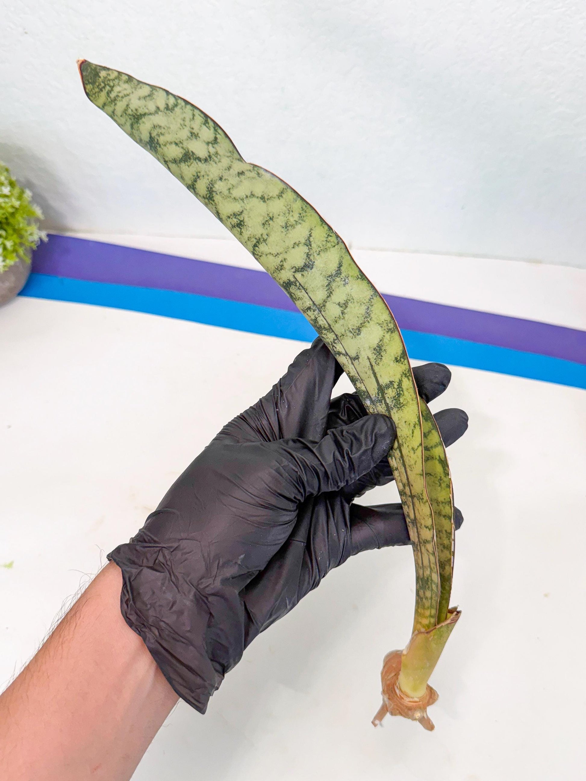 Sansevieria Kirkii Pepito (9) | Rare House Plant