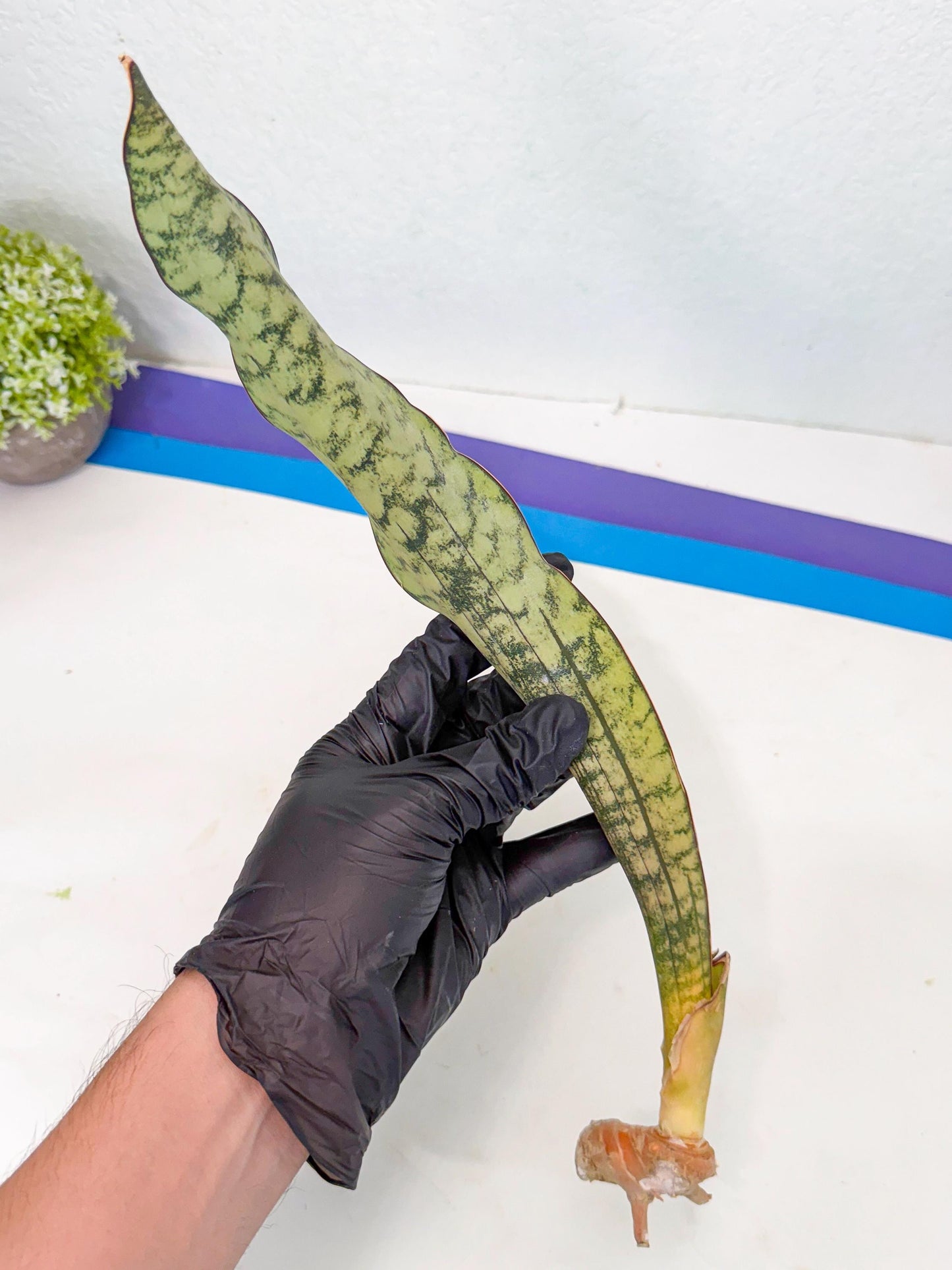 Sansevieria Kirkii Pepito (9) | Rare House Plant