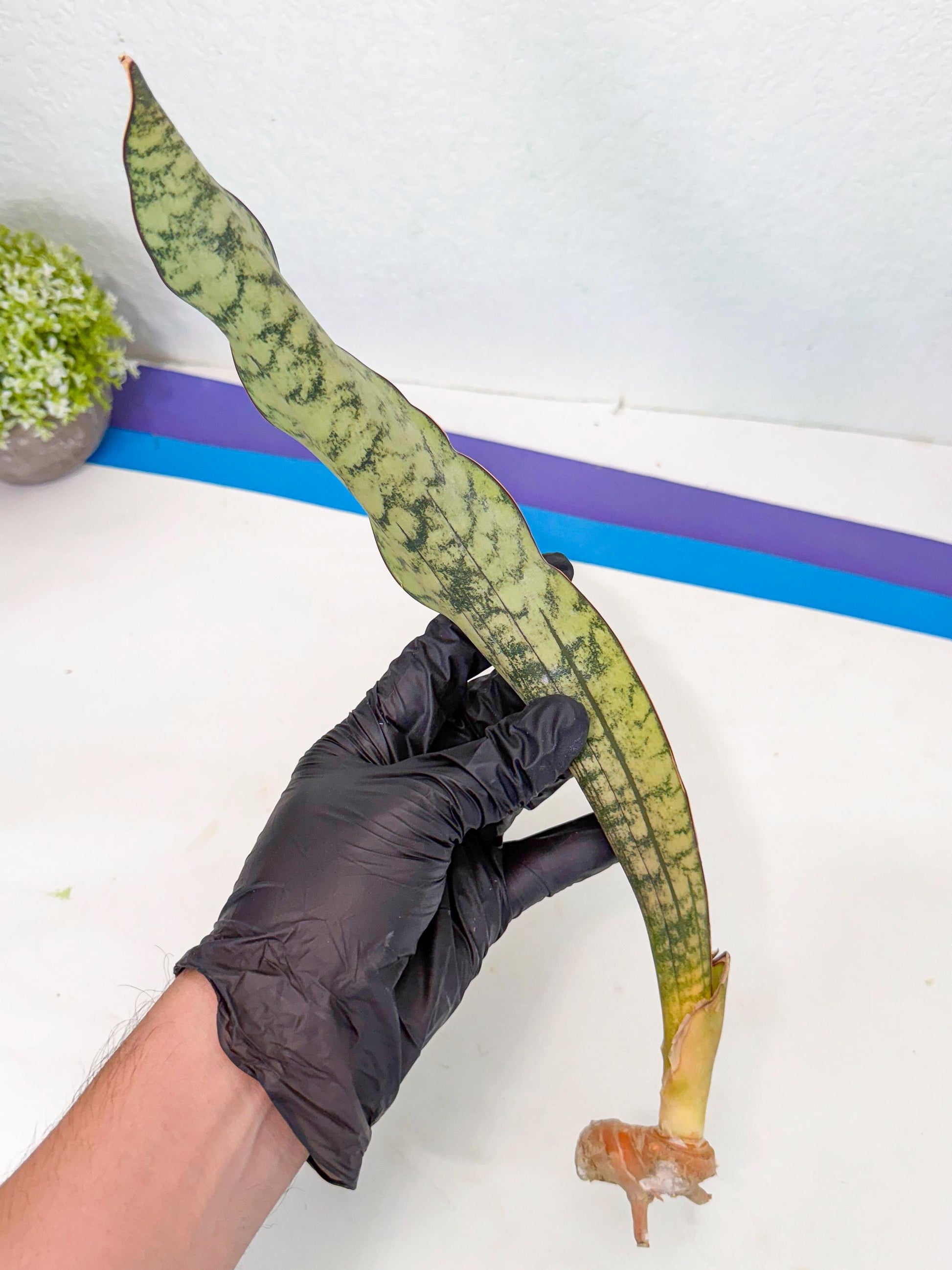 Sansevieria Kirkii Pepito (9) | Rare House Plant