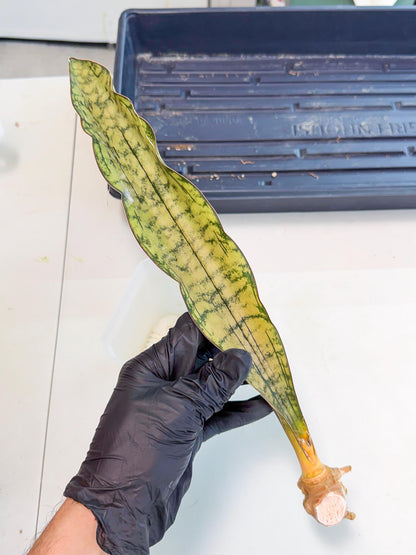Sansevieria Kirkii Pepito (10) | Rare House Plant