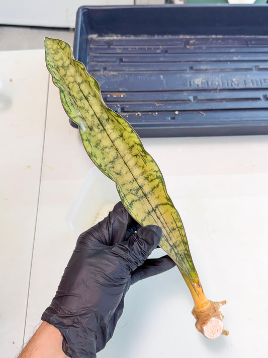 Sansevieria Kirkii Pepito (10) | Rare House Plant