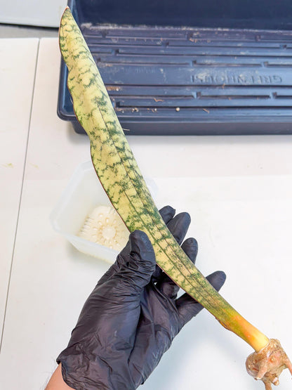 Sansevieria Kirkii Pepito (10) | Rare House Plant