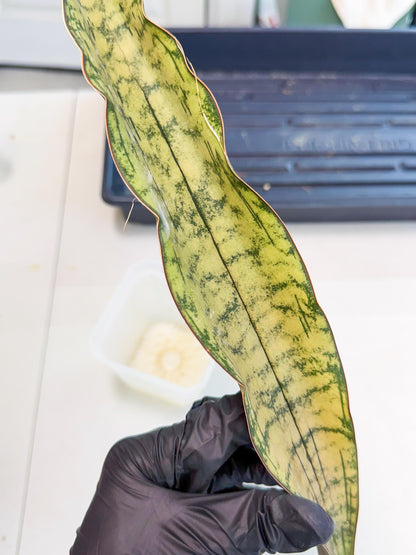 Sansevieria Kirkii Pepito (10) | Rare House Plant