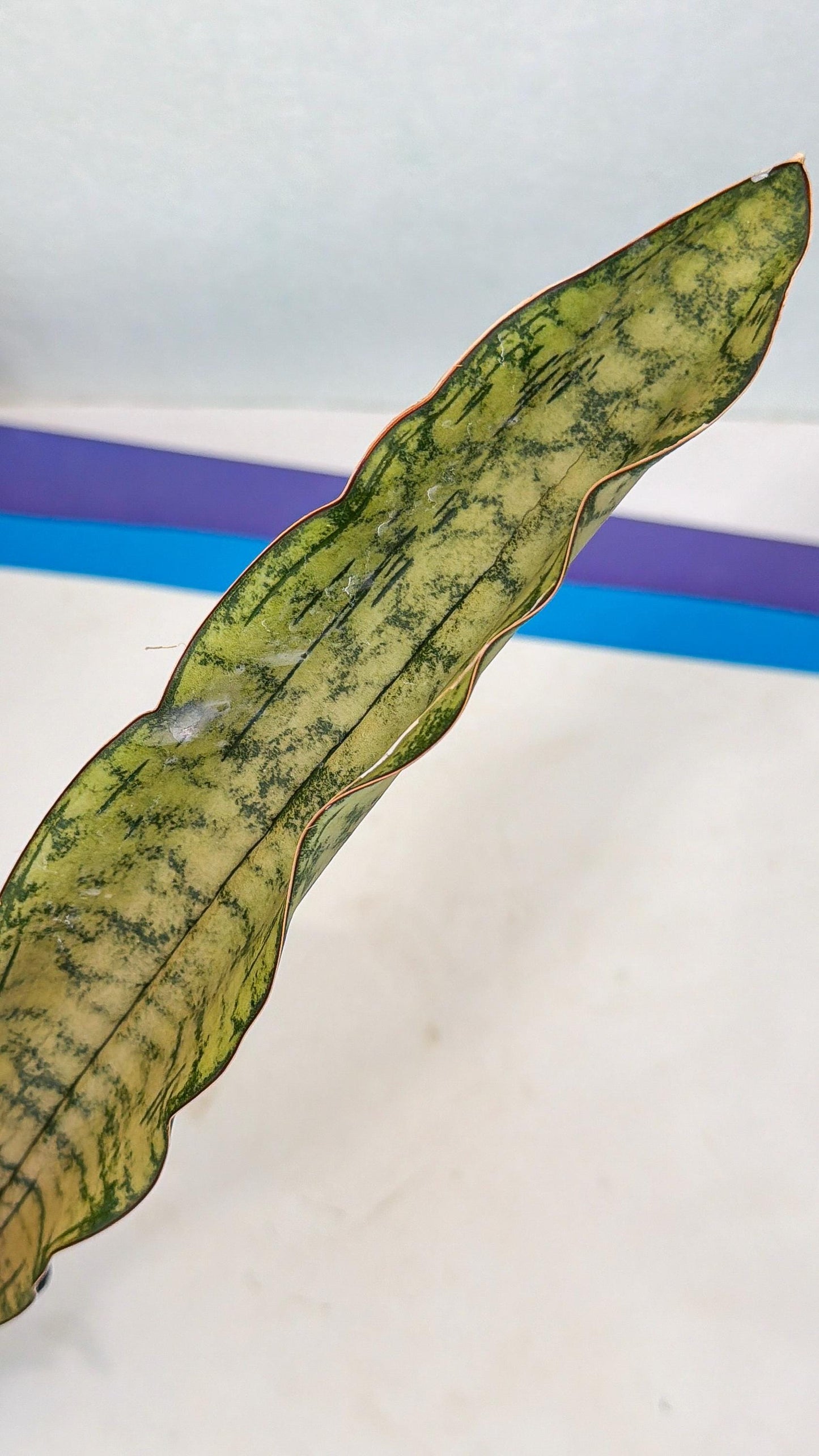 Sansevieria Kirkii Pepito (10) | Rare House Plant
