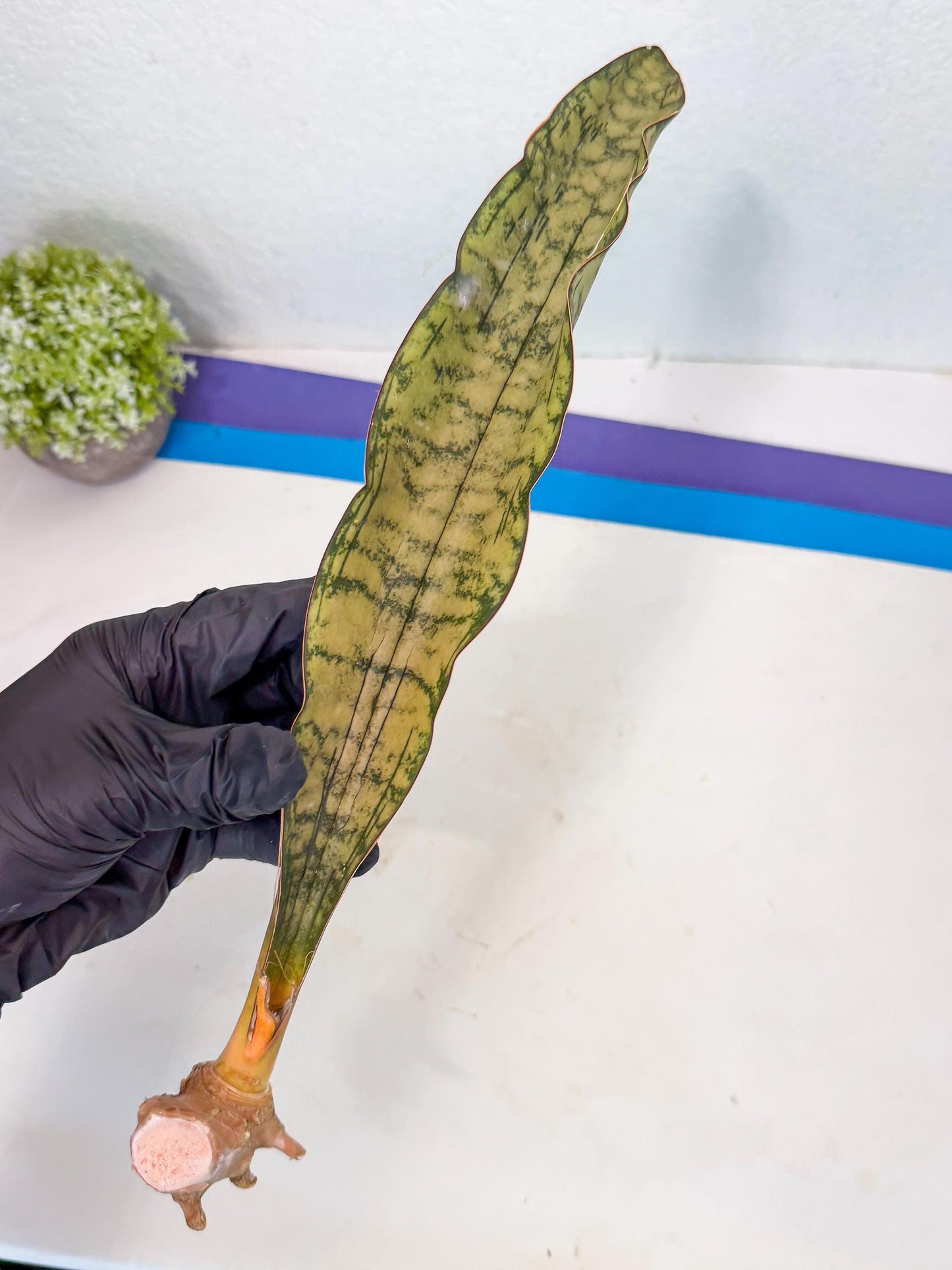Sansevieria Kirkii Pepito (10) | Rare House Plant