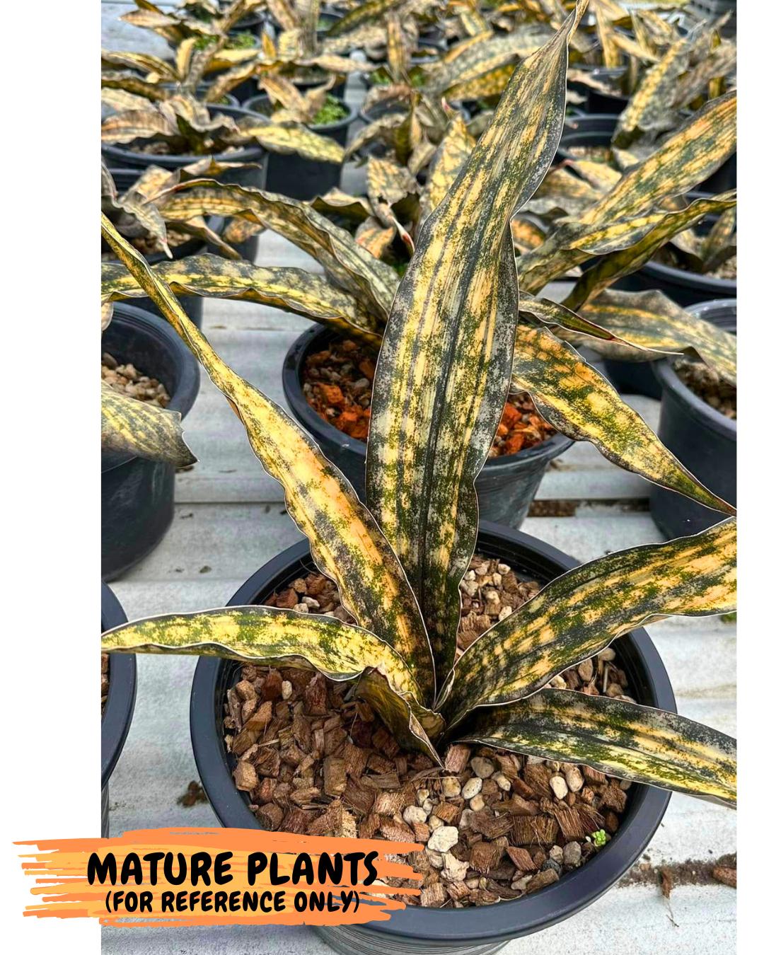 Sansevieria Kirkii Coppertone Var (2) | For Advanced Grower