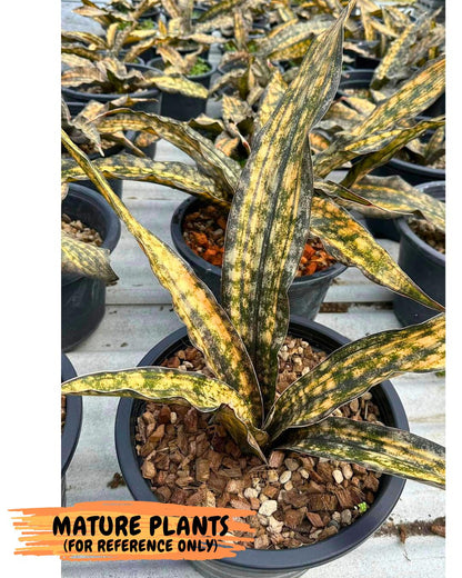 Sansevieria Kirkii Coppertone Var (2) | For Advanced Grower