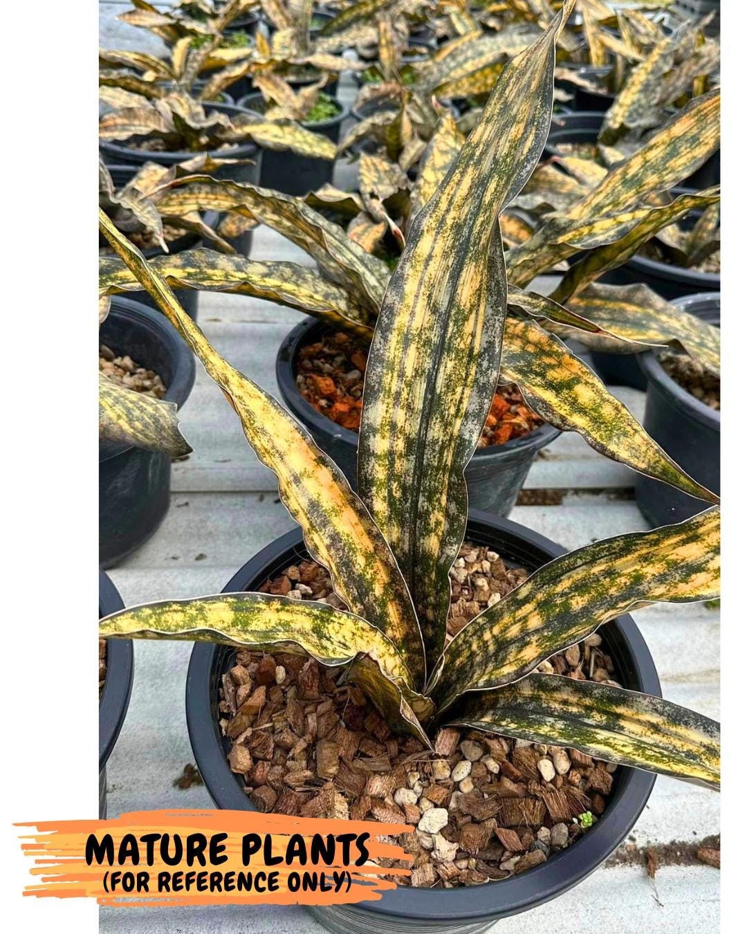 Sansevieria Kirkii Coppertone Var (8) | For Advanced Grower