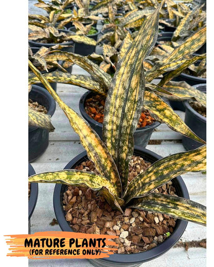 Sansevieria Kirkii Coppertone Var (8) | For Advanced Grower