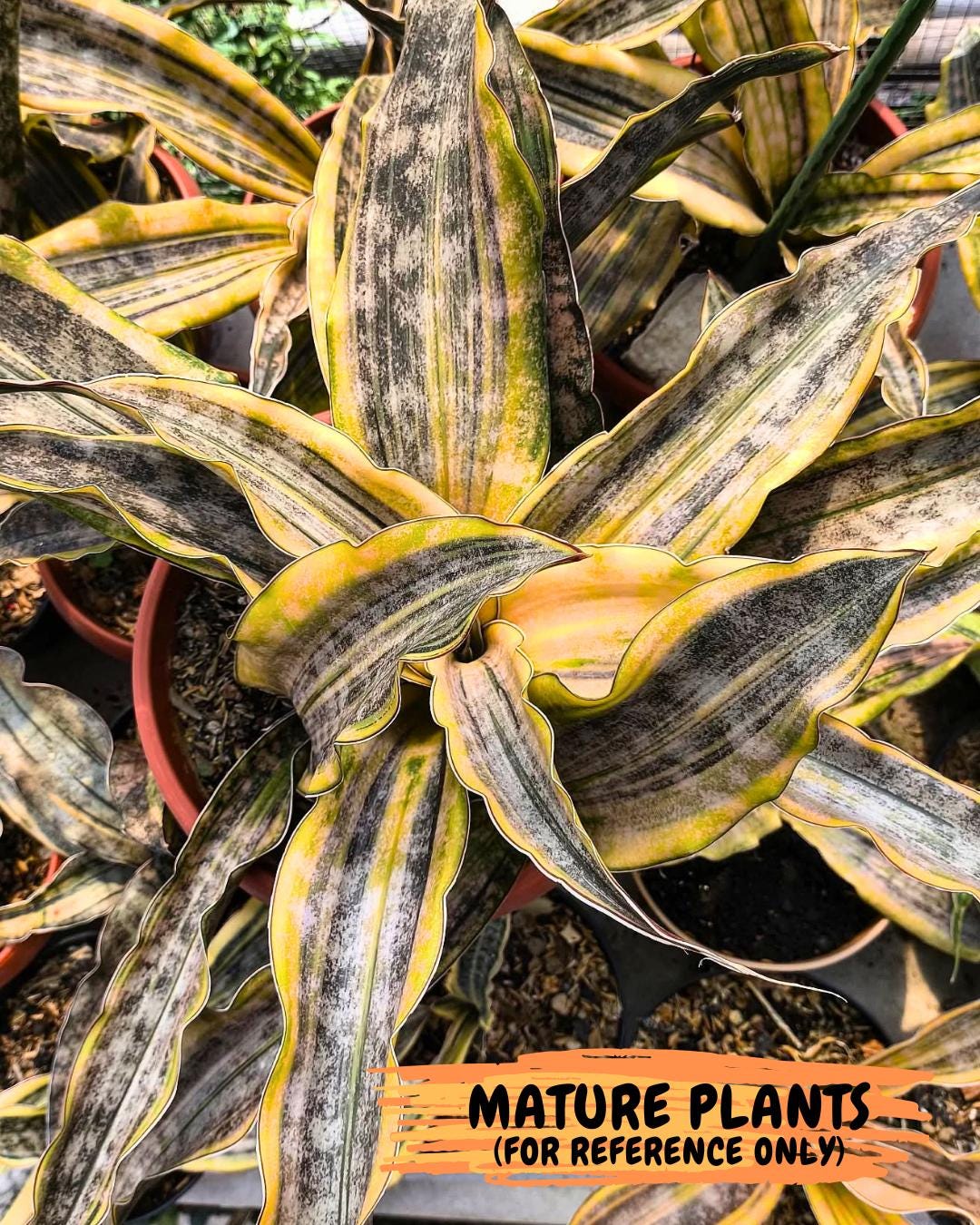 Sansevieria Kirkii Coppertone Var (2) | For Advanced Grower
