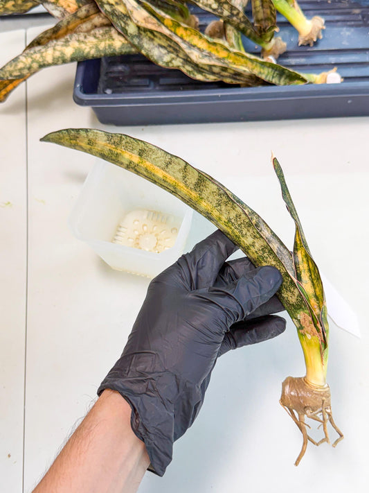 Sansevieria Kirkii Coppertone Var (2) | For Advanced Grower