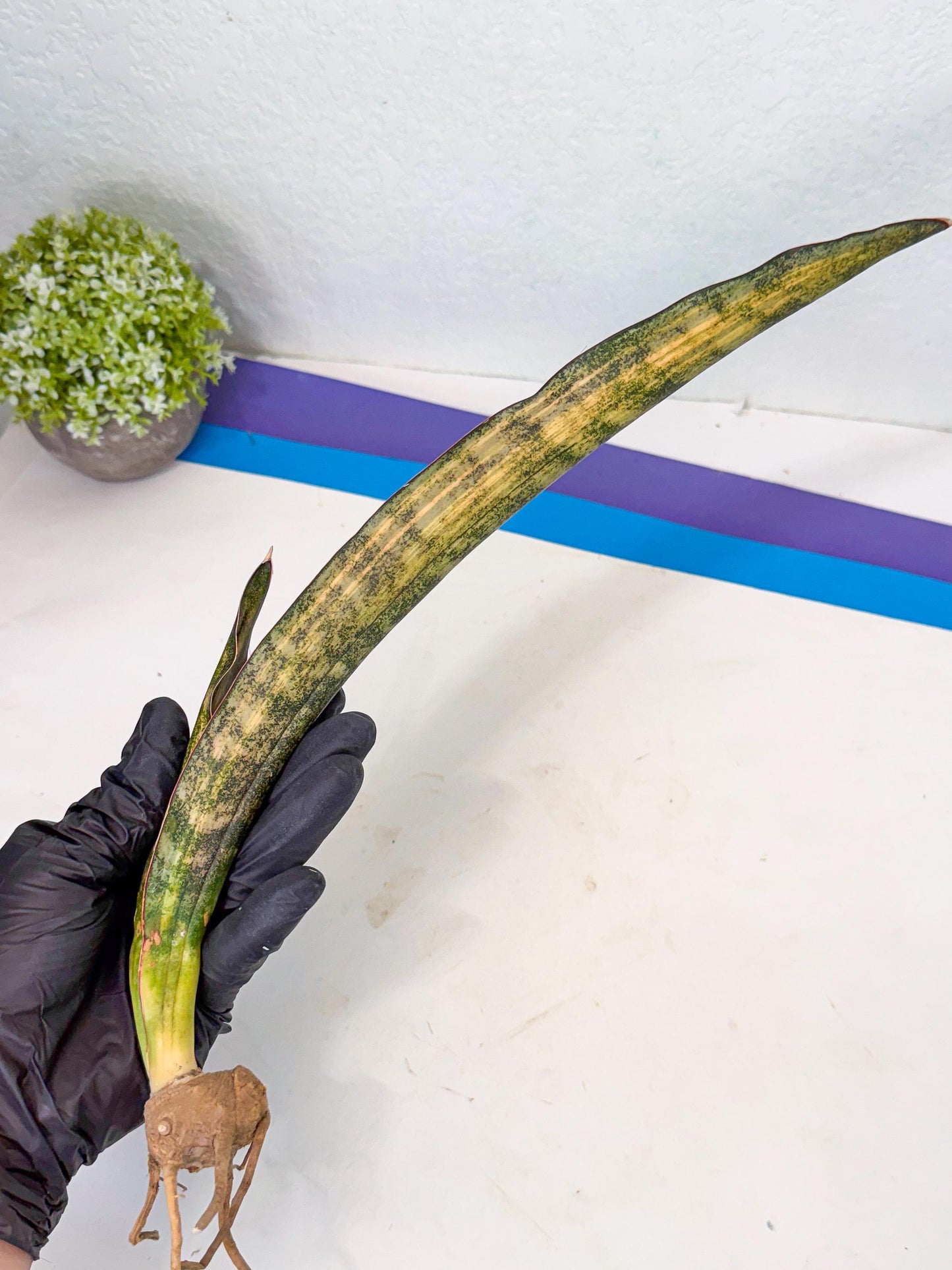 Sansevieria Kirkii Coppertone Var (2) | For Advanced Grower