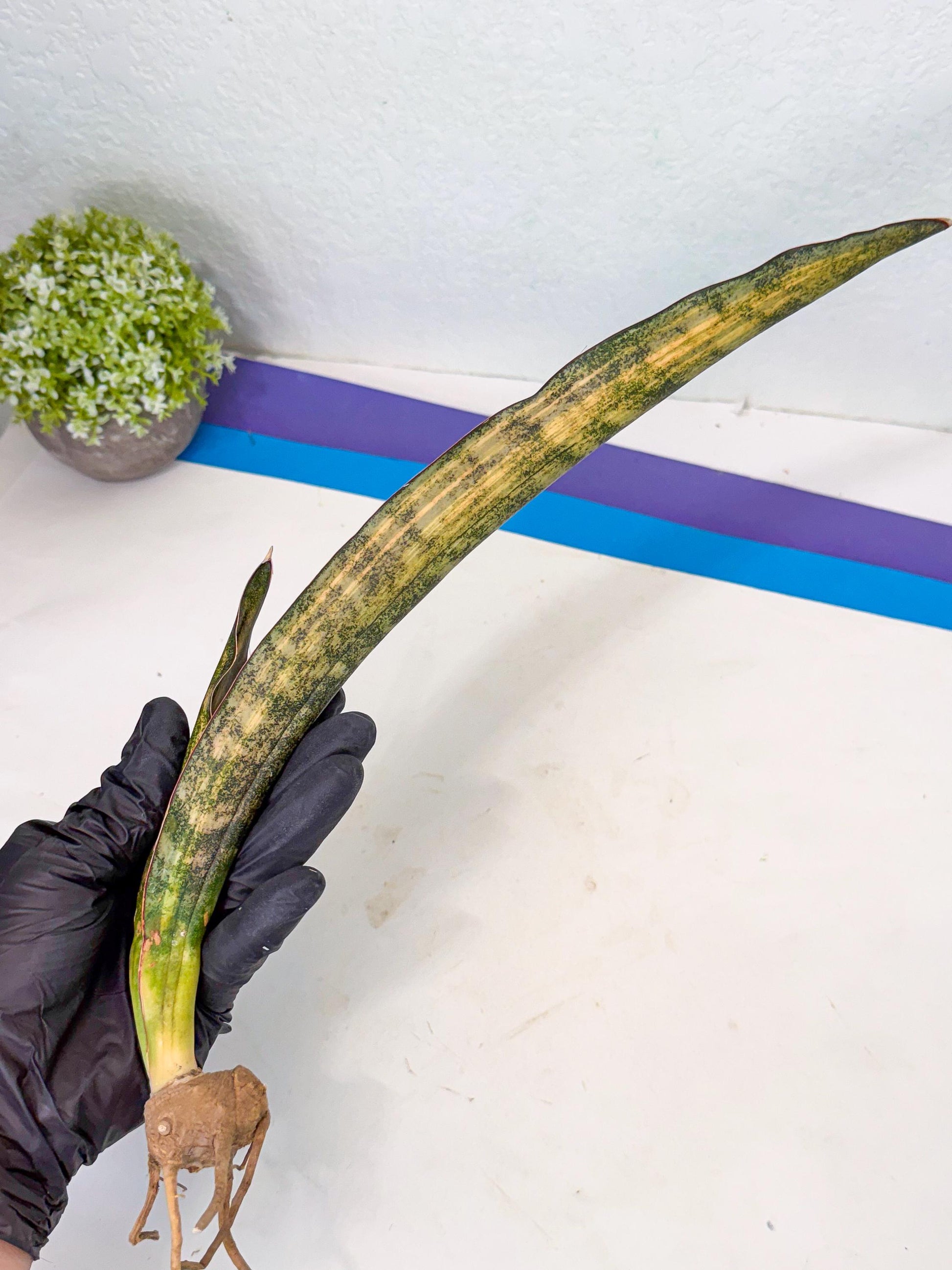 Sansevieria Kirkii Coppertone Var (2) | For Advanced Grower