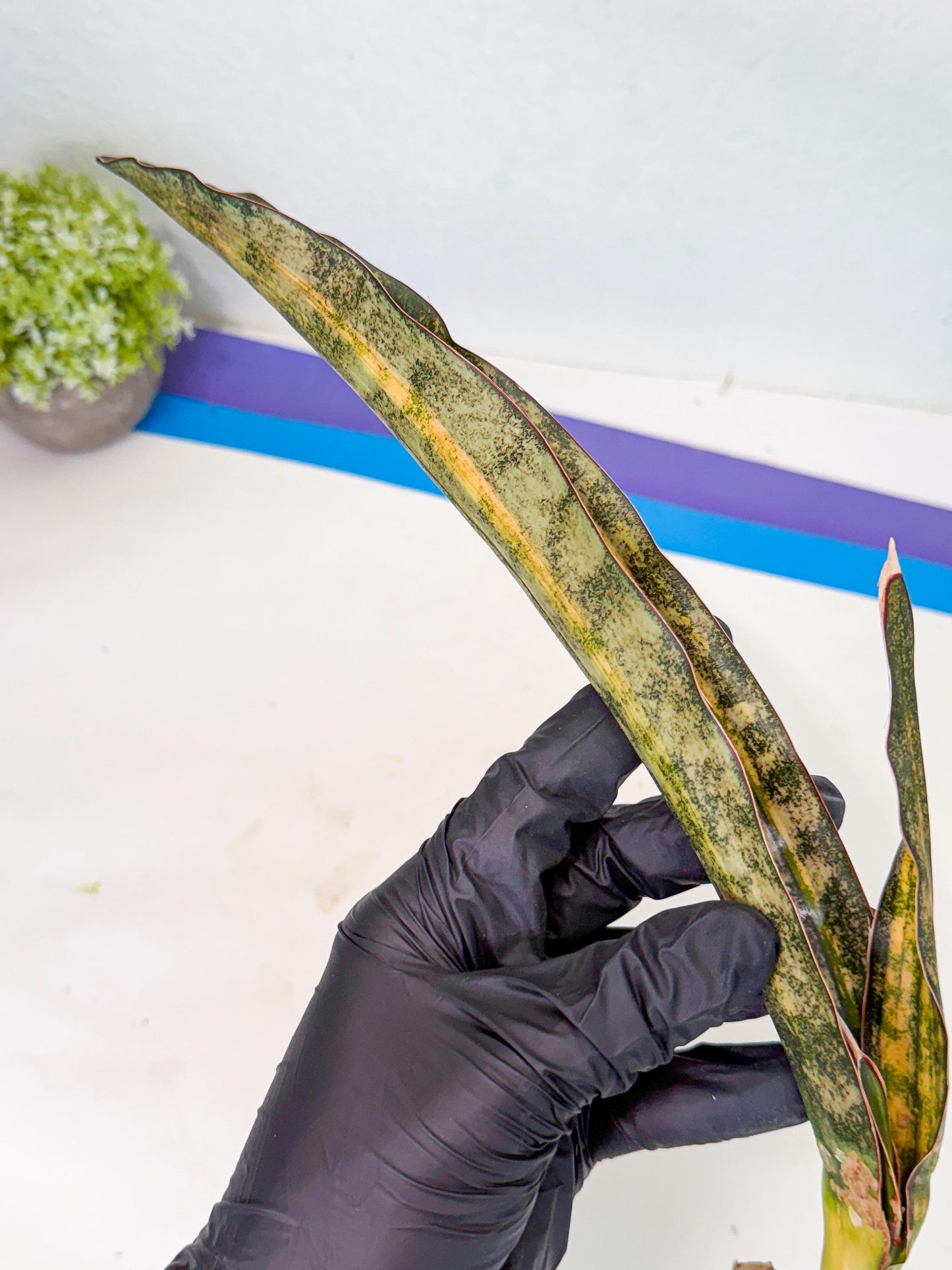 Sansevieria Kirkii Coppertone Var (2) | For Advanced Grower