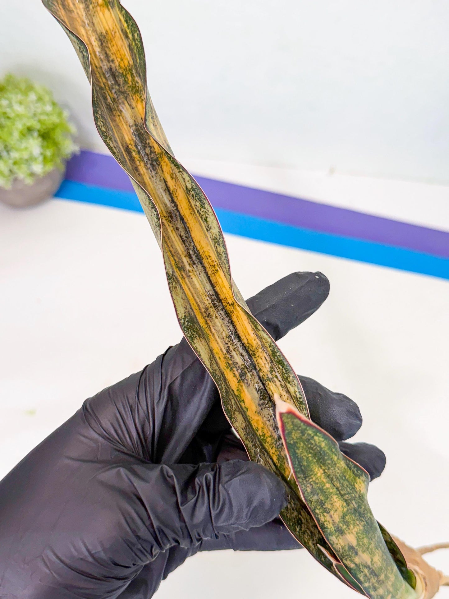 Sansevieria Kirkii Coppertone Var (2) | For Advanced Grower