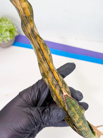 Sansevieria Kirkii Coppertone Var (2) | For Advanced Grower