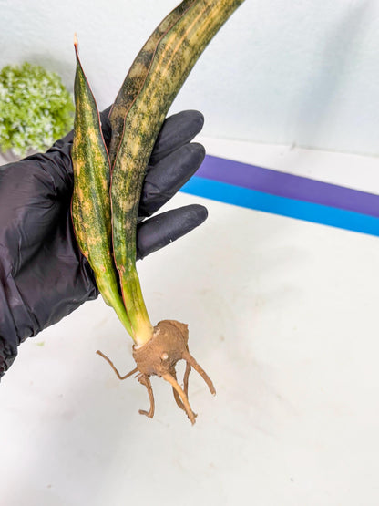 Sansevieria Kirkii Coppertone Var (2) | For Advanced Grower