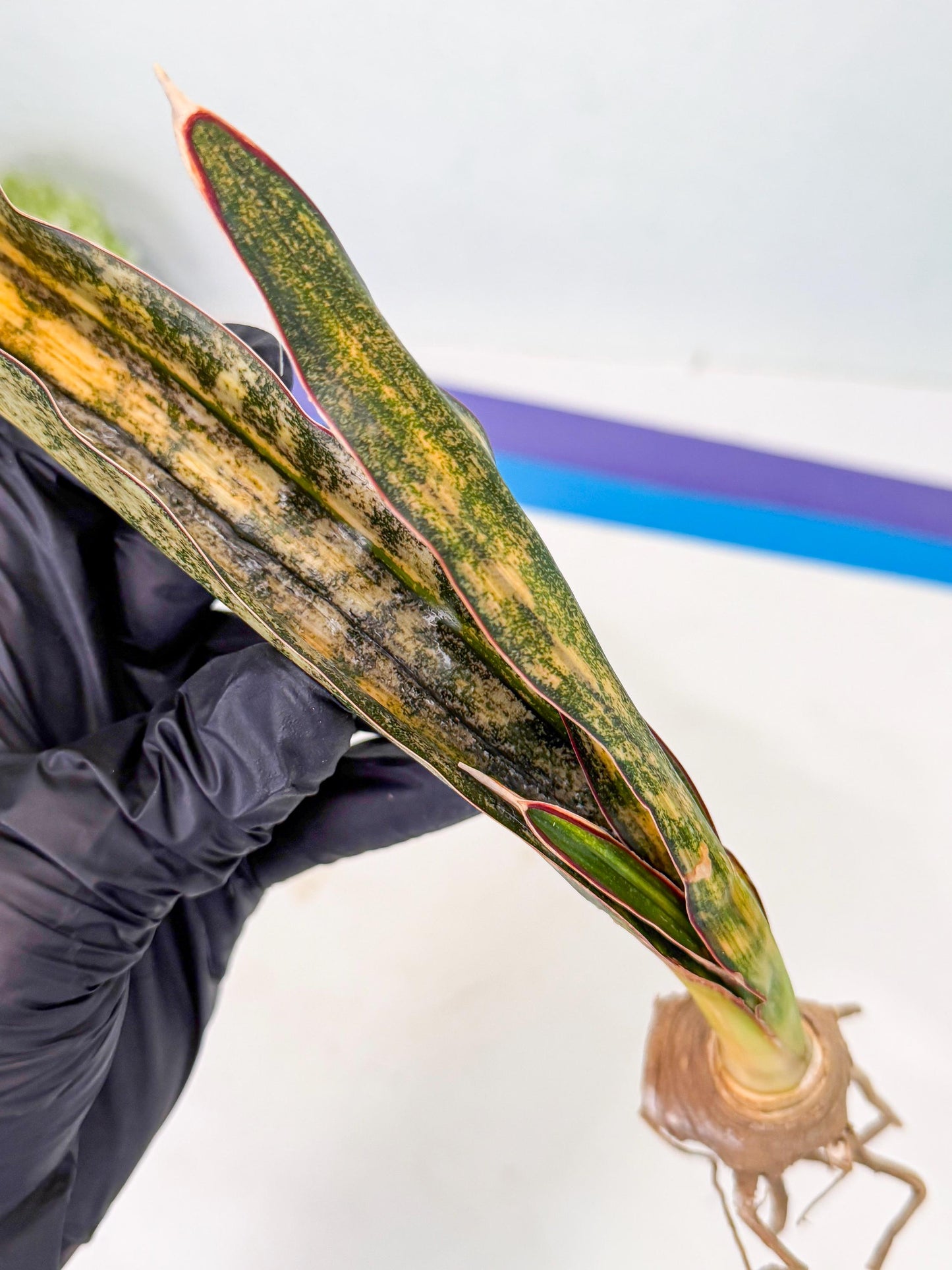Sansevieria Kirkii Coppertone Var (2) | For Advanced Grower