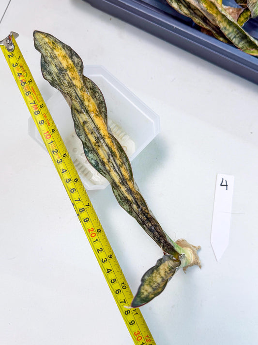 Sansevieria Kirkii Coppertone Var (4) | For Advanced Grower