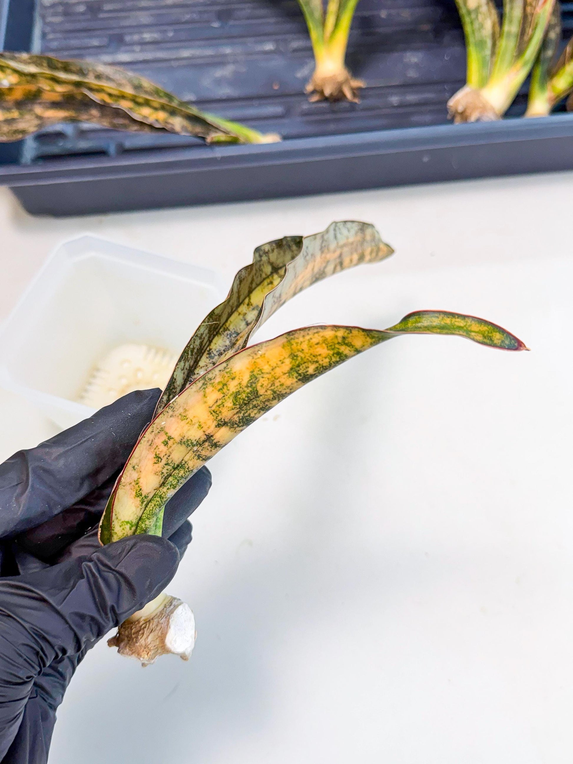 Sansevieria Kirkii Coppertone Var (8) | For Advanced Grower