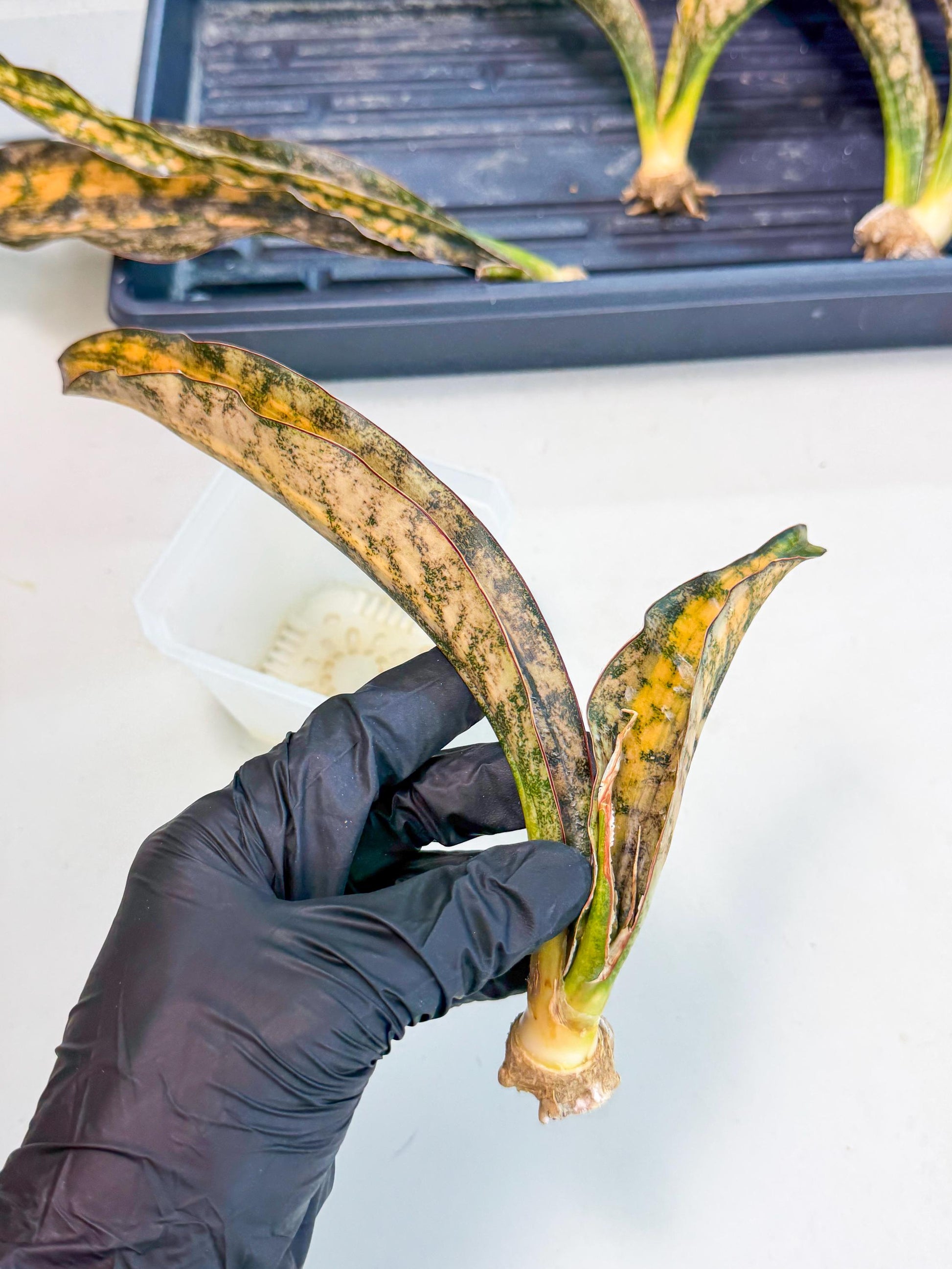 Sansevieria Kirkii Coppertone Var (8) | For Advanced Grower